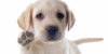Labrador-Welpe: Alles, was du wissen musst!