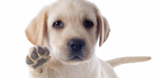Labrador weiß - Labrador Lucky