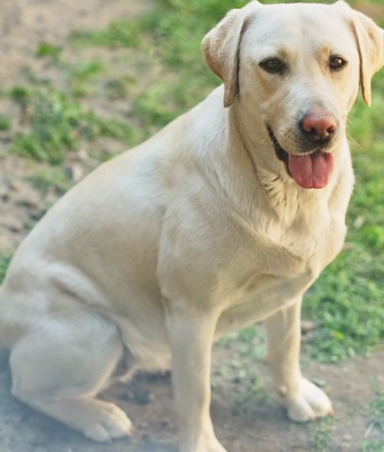 Alter von Labradoren feststellen Labrador Lucky