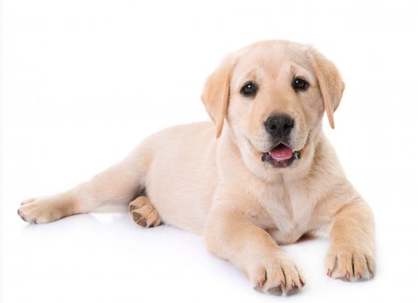 Wann hören Hunde auf zu wachsen? Wachstumstabelle für Labrador-Welpen und häufig gestellte Fragen