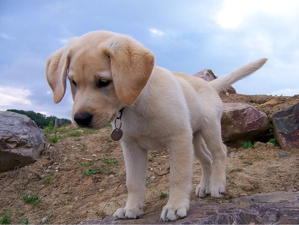 Mini Labrador – 7 wissenswerte Tipps bevor Sie einen Welpen kaufen