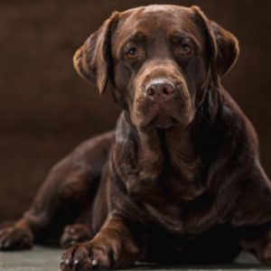 Charcoal Labrador