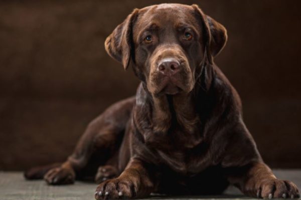 Charcoal-Labrador: Der anthrazitfarbene Labrador-Retriever