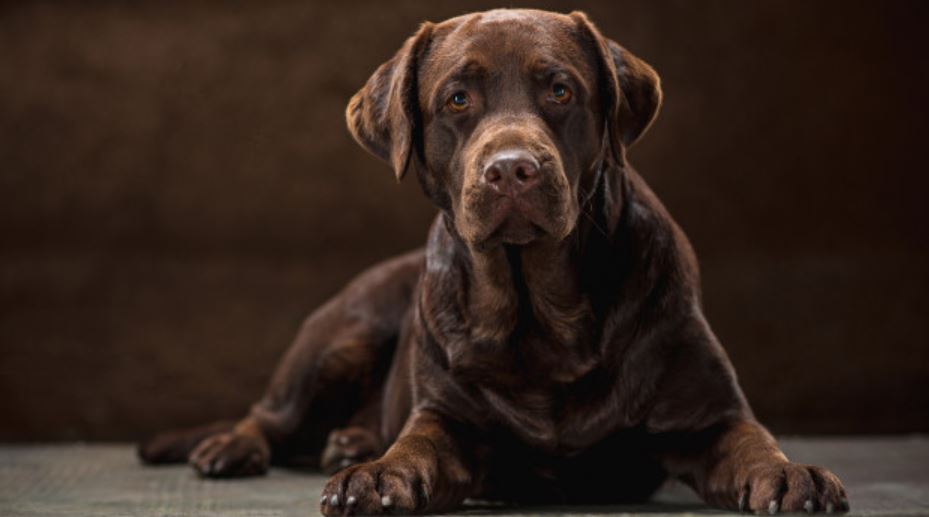 Charcoal-Labrador: Der anthrazitfarbene Labrador-Retriever