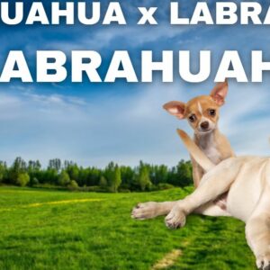 Chihuahua-Labrador-Mix : Labrahuahua