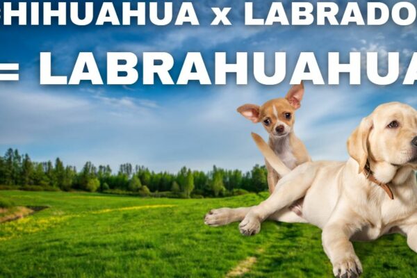 Chihuahua-Labrador-Mix: Alles über den Labrahuahua