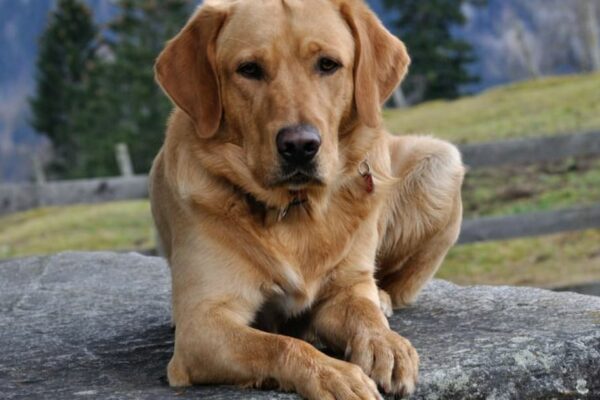 Labrador-Gewicht: Wie viel sollte mein Labrador wiegen?