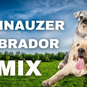 Schnauzer-Labrador-Mix