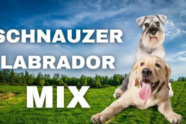 Schnauzer-Labrador-Mix: Alle Infos zum Schnauzador