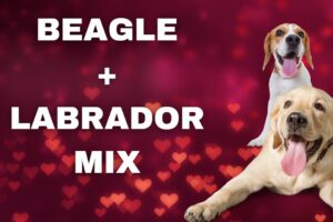 Beagle-Labrador-Mix: Alle Inos zum Beagador