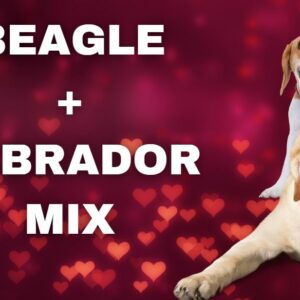 Beagle-Labrador-Mix: Beagador