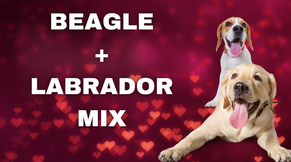 Beagle-Labrador-Mix: Alle Inos zum Beagador