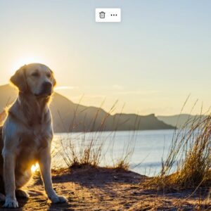 dieser graue Labrador sitzt in der Sonne am Meer