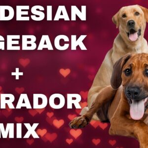 rhodesian ridgeback labrador mix