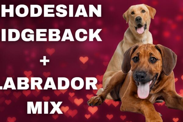 Labrador Rhodesian Ridgeback Mix Fakten