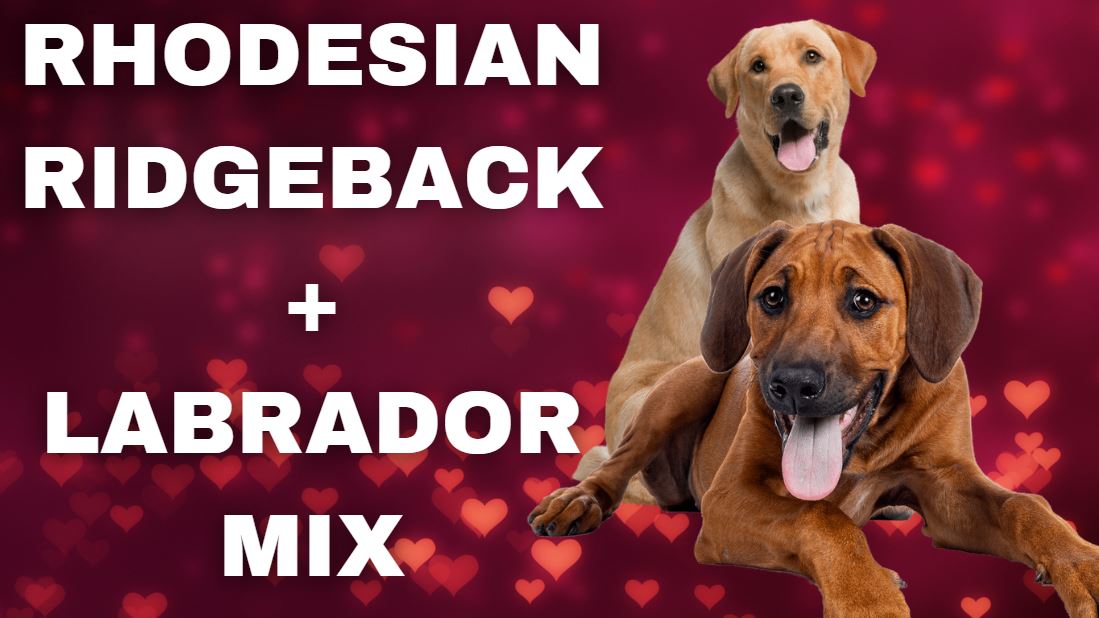 Labrador Rhodesian Ridgeback Mix Fakten