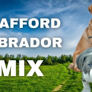 Stafford-Labrador-Mix: Staffador