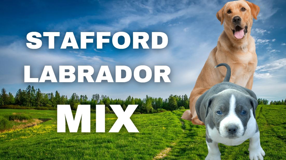 Ist ein Stafford-Labrador-Mix ein gutes Haustier?