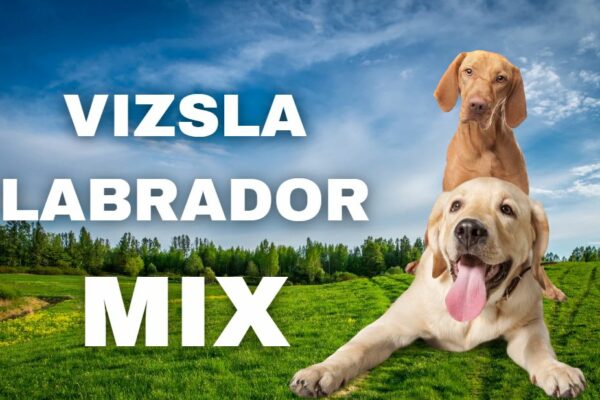 Vizsla-Labrador-Mix: Alle Infos zum Vizslador