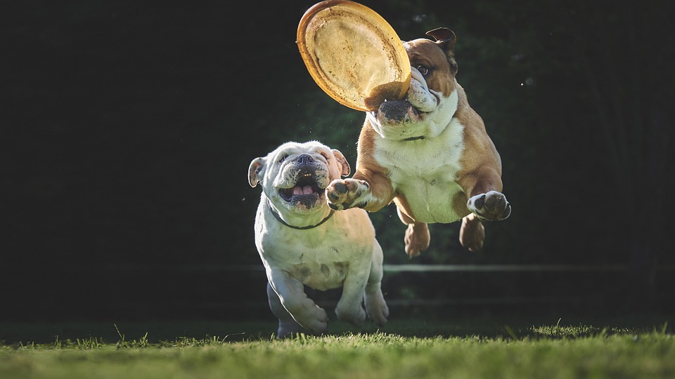 Hund spielen Frisbee